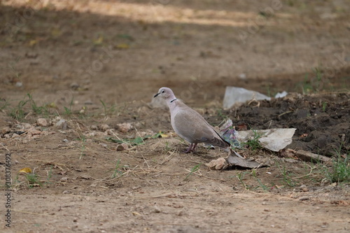 The mourning dove is a member of the dove family, Columbidae. beautiful dove on the ground, dove walking on ground