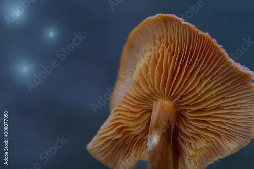 Close-up of a wild brown mushroom in nature in front of a dark blue background with slats forged and bright lights beside it