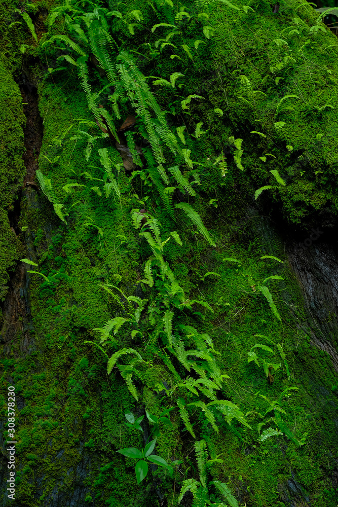 Ferns and moss on the base of a tree in the rainforest Ferns and moss on the base of a tree in the rainforest