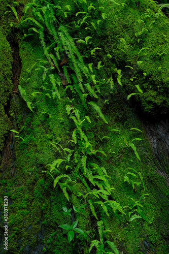 Ferns and moss on the base of a tree in the rainforest