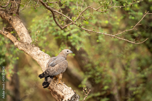  Oriental Honey Buzzard or Pernis Ptilorhyncus in green background at Ranthambore Tiger Reserve National Park, Rajasthan, India