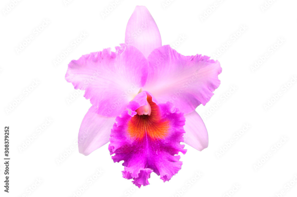 Fototapeta premium Phalaenopsis pink orchid flower isolated