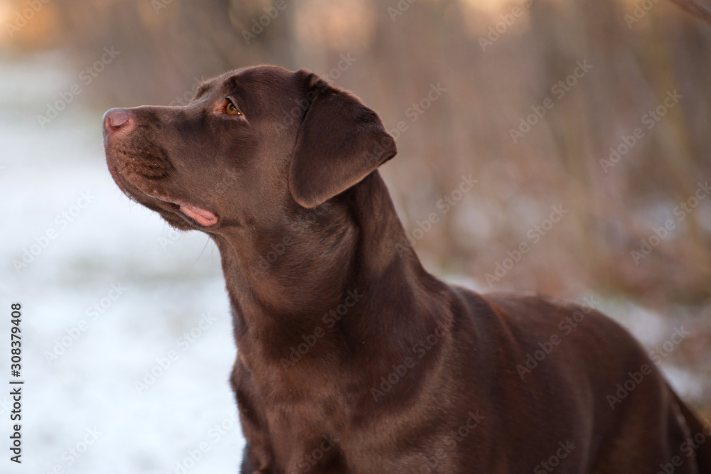 portrait of a brown dog breed Labrador Retriever in a winter park portrait of a brown dog breed Labrador Retriever in a winter park
