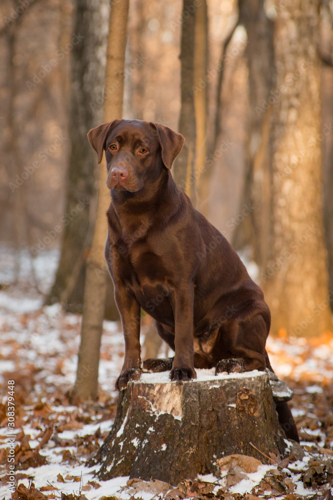 brown dog breed Labrador Retriever sitting in a forest on a stump brown dog breed Labrador Retriever sitting in a forest on a stump