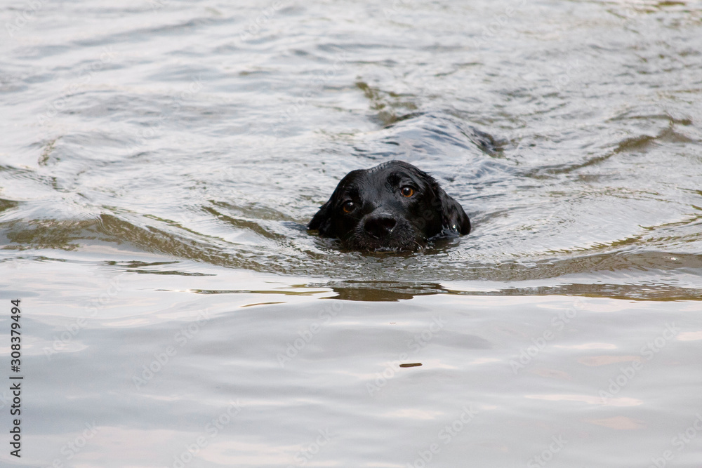 black dog breed Labrador Retriever is swimming in the water black dog breed Labrador Retriever is swimming in the water