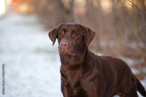 portrait of a brown dog breed Labrador Retriever in a winter park