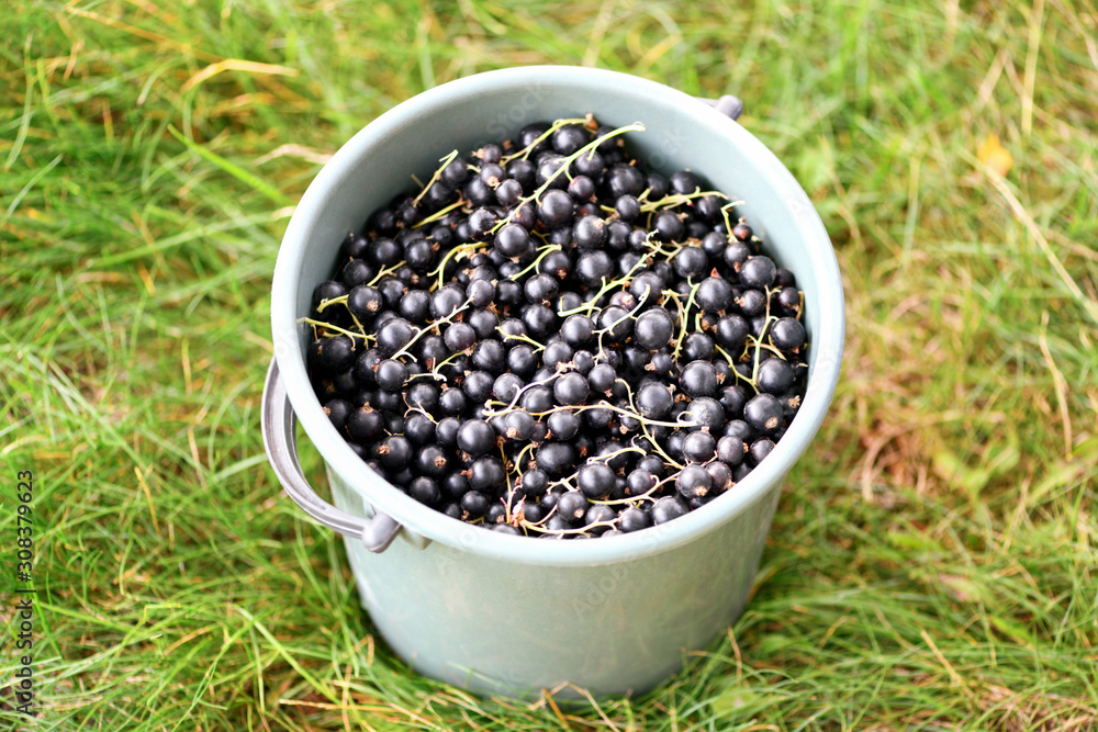 Black currant. A large bucket full of ripe blackcurrants stands on the green grass in the garden. Horizontal photography Black currant. A large bucket full of ripe blackcurrants stands on the green grass in the garden. Horizontal photography