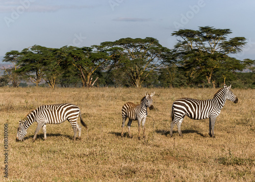 Zebras in their natural habitat in East Africa  Kenya 