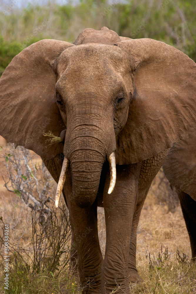 Elephants in Tsavo East in Kenya Elephants in Tsavo East in Kenya