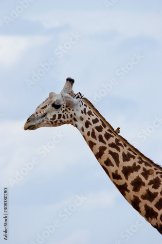 Giraffes in Kenya, East Africa © Fons