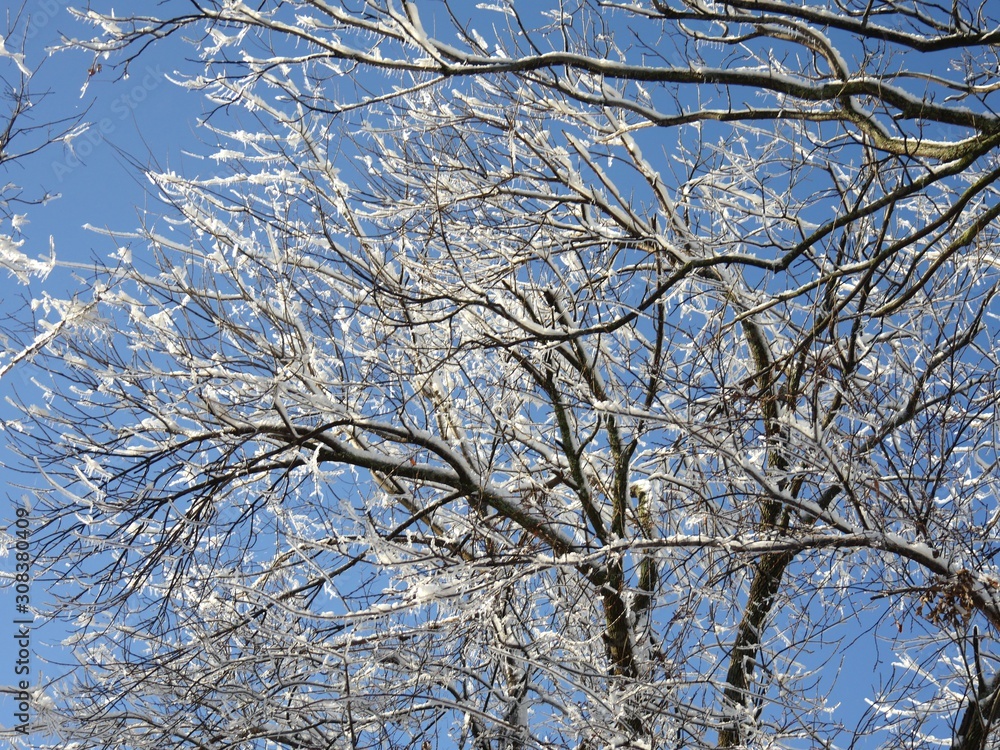 Upward shot of tree tops covered with ice and snow, with blue skies in the background Upward shot of tree tops covered with ice and snow, with blue skies in the background