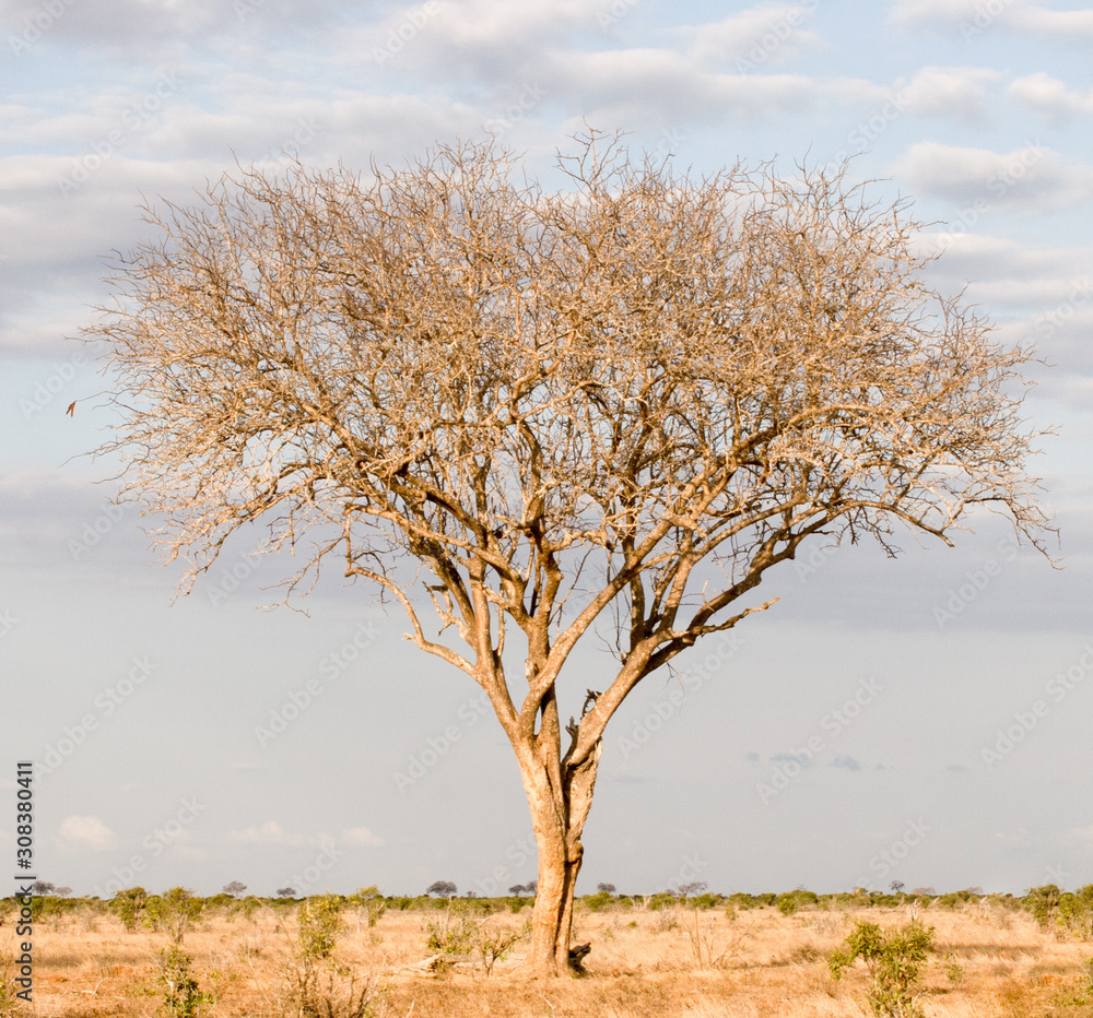 Single tree on savannah in Kenya