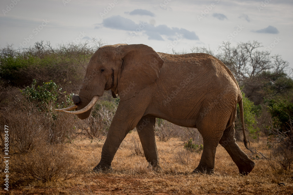 Elephants in their natural habitat in Kenya, East Africa.