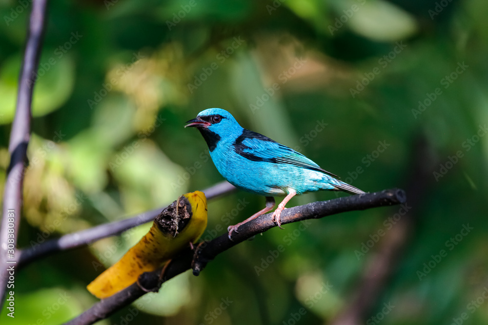 Blue Dacnis perched on a branch with banana against defocused green background, Folha Seca, Brazil Blue Dacnis perched on a branch with banana against defocused green background, Folha Seca, Brazil