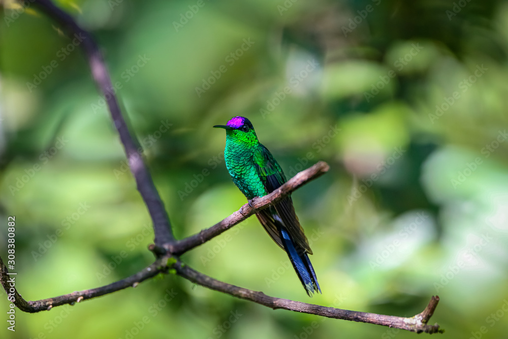 Violet-capped woodnymph perched on a branch against defocused green background, Folha Seca, Brazil