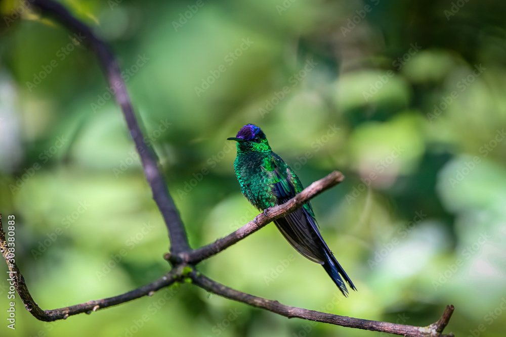 Violet-capped woodnymph perched on a branch against defocused green background, Folha Seca, Brazil Violet-capped woodnymph perched on a branch against defocused green background, Folha Seca, Brazil