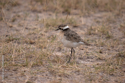 Bird roaming on savannah in Kenya.