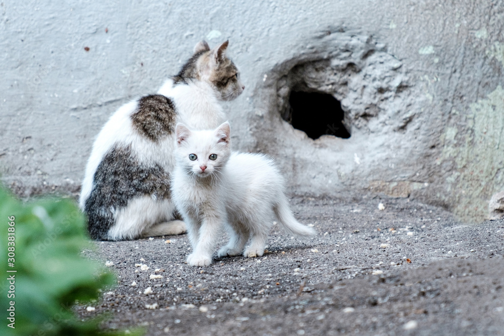 little cute white kitten and his mother's cat near the wall on the street are homeless animals
