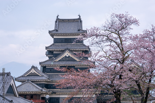 Matsumoto Castle During Cherry Blossom