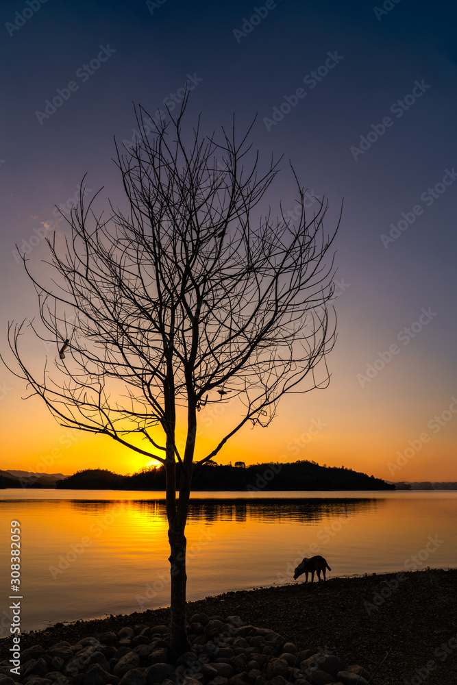 Fototapeta premium Dead tree with dog in silhouette