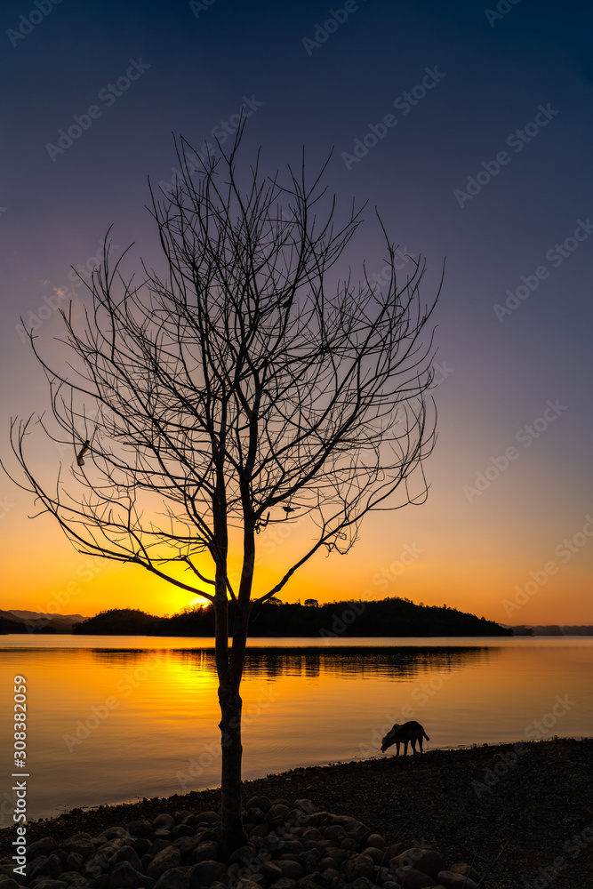 Dead tree with dog in silhouette