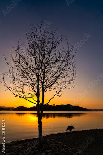 Dead tree with dog in silhouette