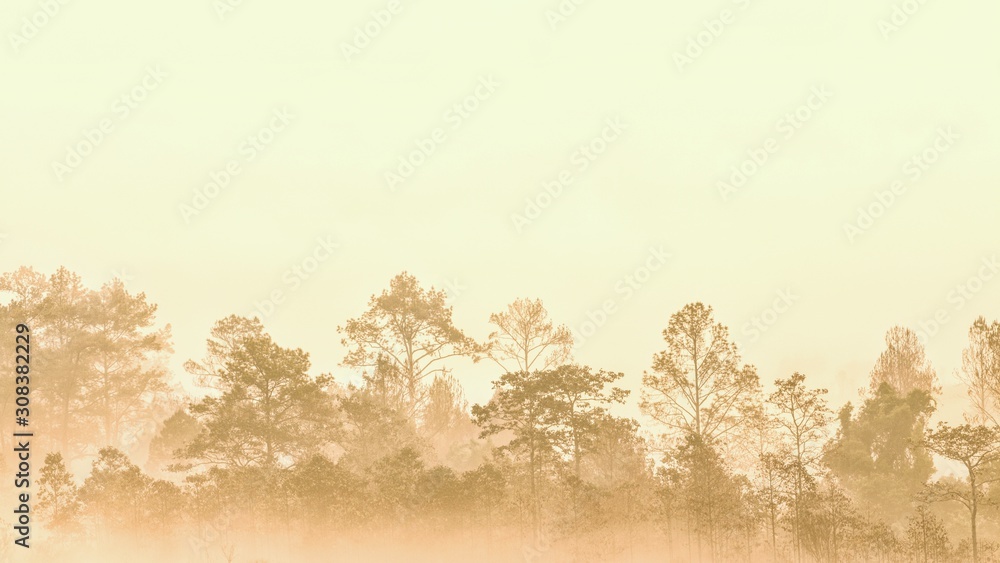 Obraz premium forest in morning fog. misty vapor condensed into thick fog obscure the view creating a silhouette outline of trees groove. Conifer wood in fantastic atmosphere. romantic sunrise in good ecosystem.