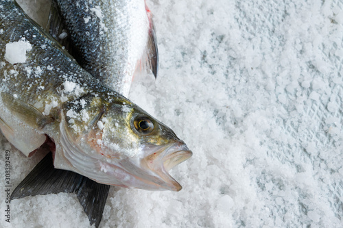 Fototapeta Naklejka Na Ścianę i Meble -  Raw sea bass on salty background. Healthy eating ingredient
