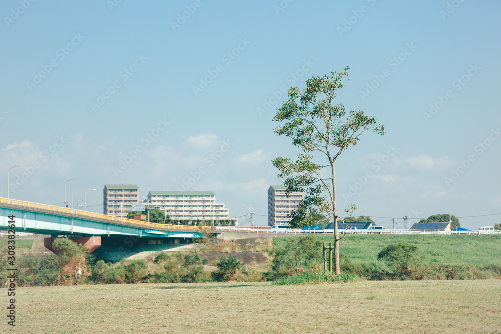 Fototapeta premium 木の情景