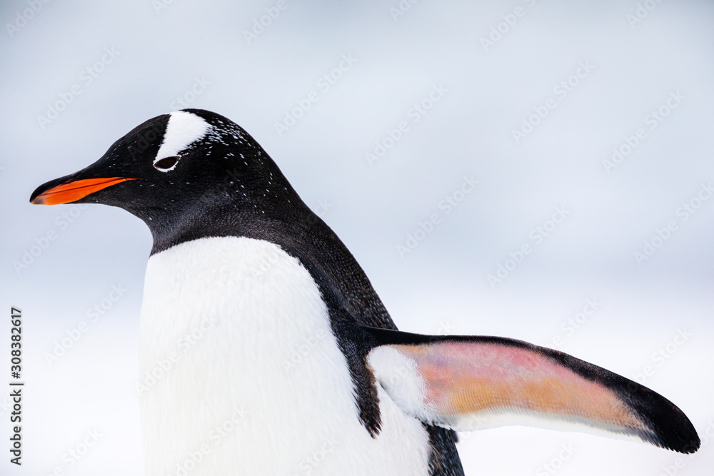 Obraz premium Gentoo penguin in the ice and snow of Antarctica