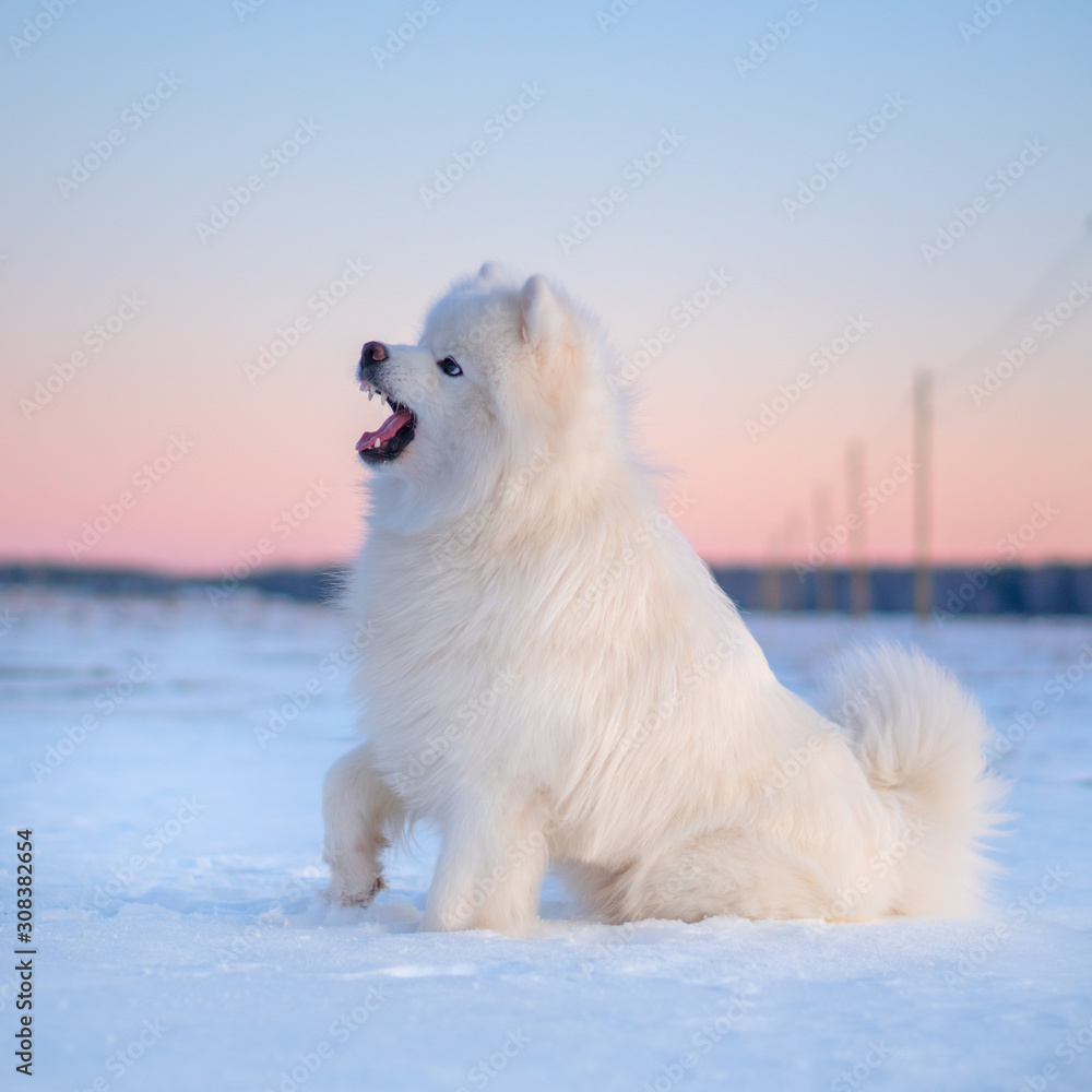 Samoyed dog. Sunset in the field