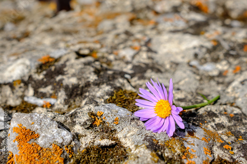 on a textured stone with lichens and moss lies a plucked lilac flower of a chamomile species
