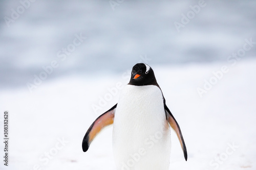 Gentoo penguin in the ice and snow of Antarctica