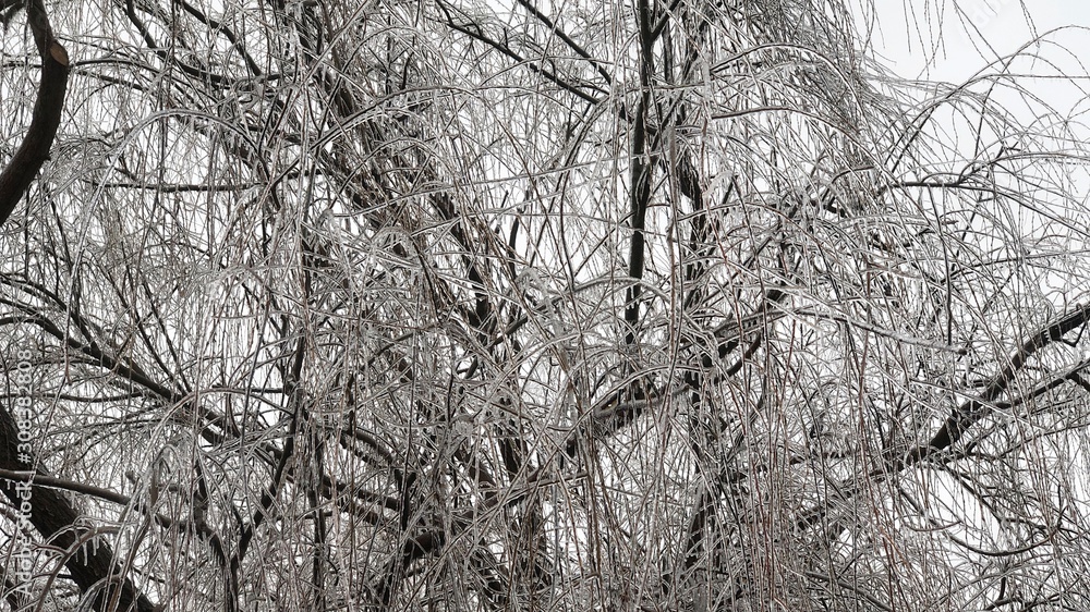 Close up the twigs of a willow tree all coated with ice. Close up the twigs of a willow tree all coated with ice.