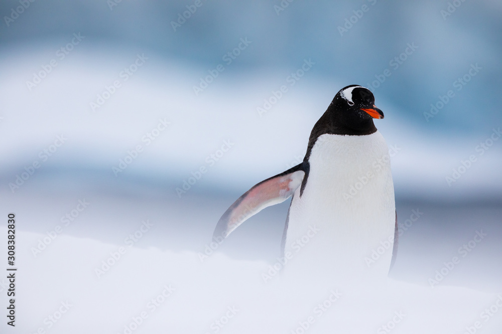 Fototapeta premium Gentoo penguin in the ice and snow of Antarctica