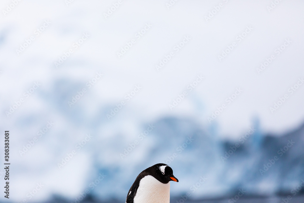 Obraz premium Gentoo penguin in the ice and snow of Antarctica