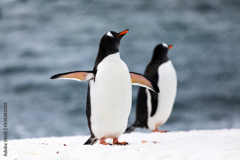 Naklejka premium Two gentoo penguins in the ice and snow of Antarctica