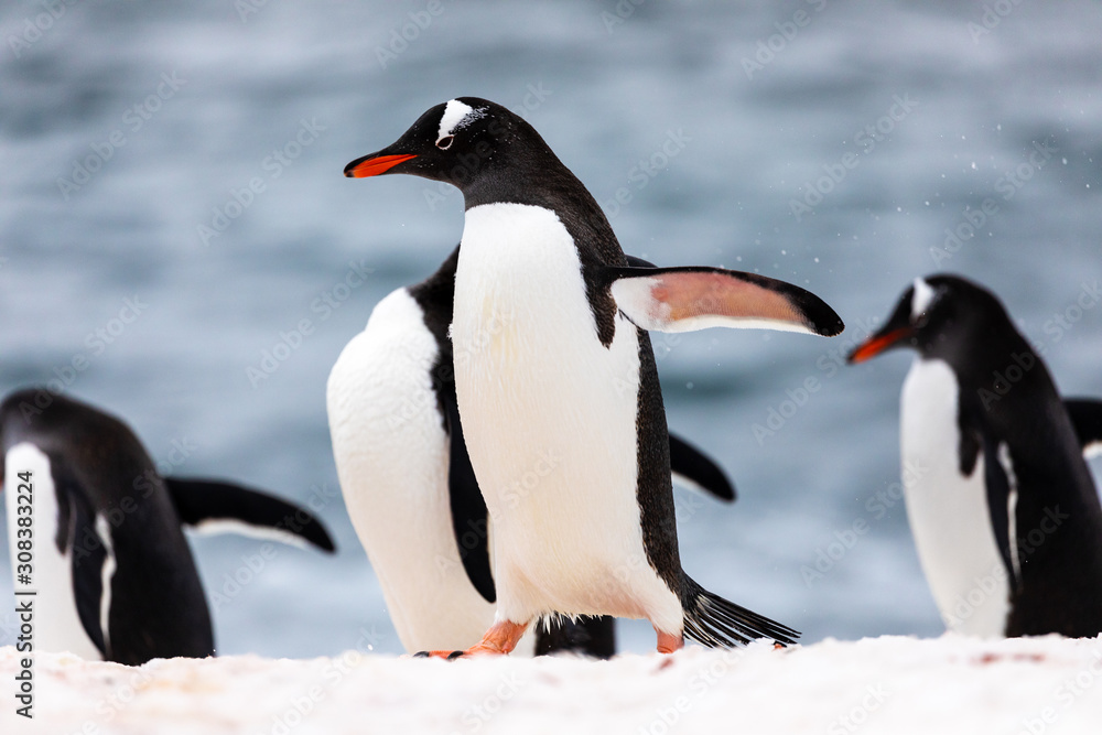 Naklejka premium Group of gentoo penguins in the ice and snow of Antarctica