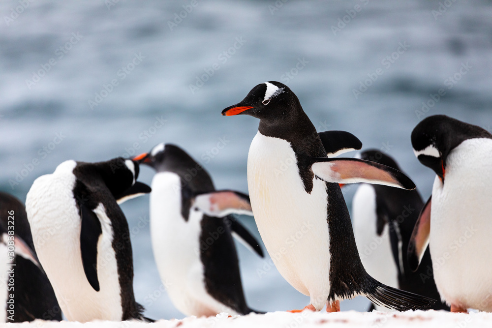 Naklejka premium Group of gentoo penguins in the ice and snow of Antarctica