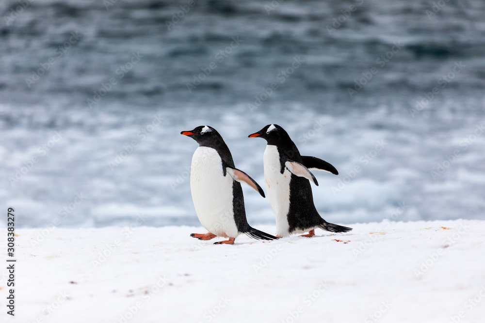 Naklejka premium Two gentoo penguins in the ice and snow of Antarctica