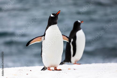 Two gentoo penguins in the ice and snow of Antarctica