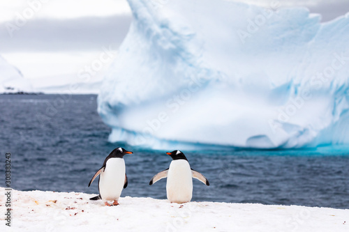 Two gentoo penguins in the ice and snow of Antarctica