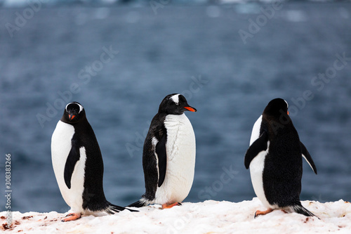Group of gentoo penguins in the ice and snow of Antarctica