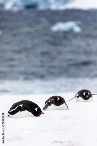 Three gentoo penguins lying down in the ice and snow of Antarctica