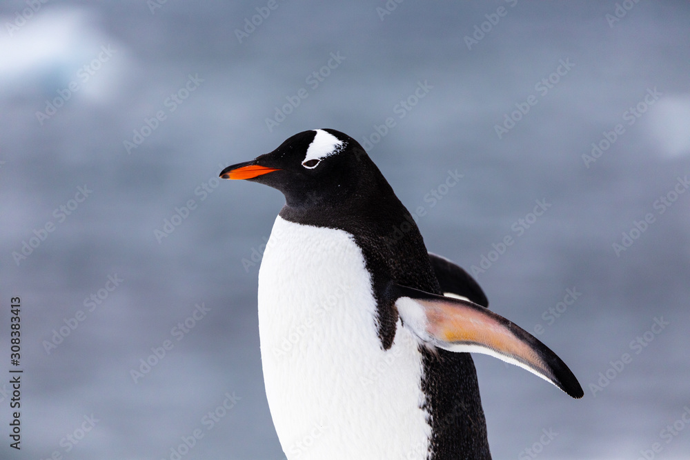 Naklejka premium Gentoo penguin in the ice and snow of Antarctica