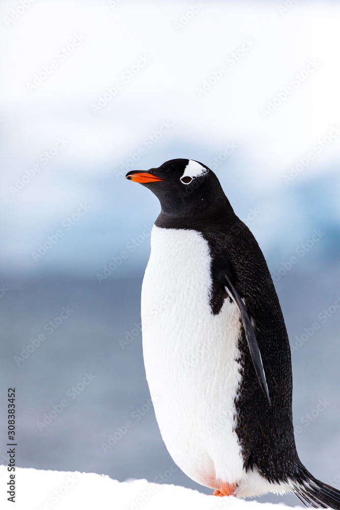 Naklejka premium Gentoo penguin in the ice and snow of Antarctica