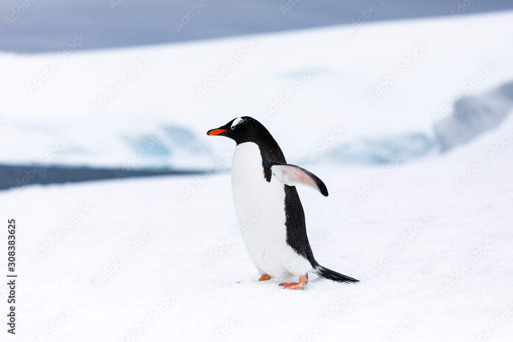 Fototapeta premium Gentoo penguin in the ice and snow of Antarctica