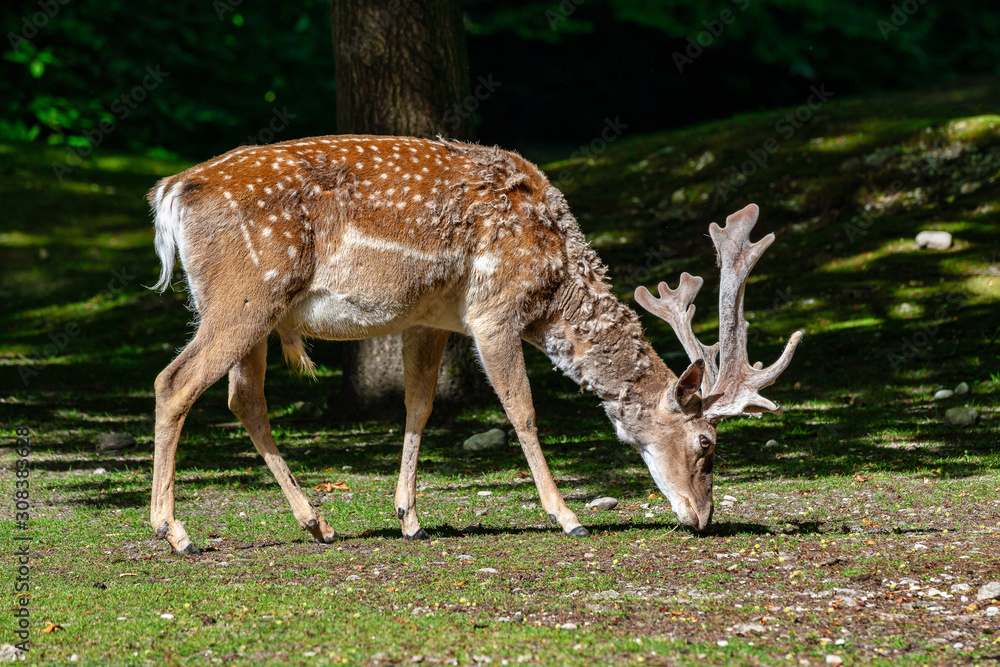 The fallow deer, Dama mesopotamica is a ruminant mammal The fallow deer, Dama mesopotamica is a ruminant mammal