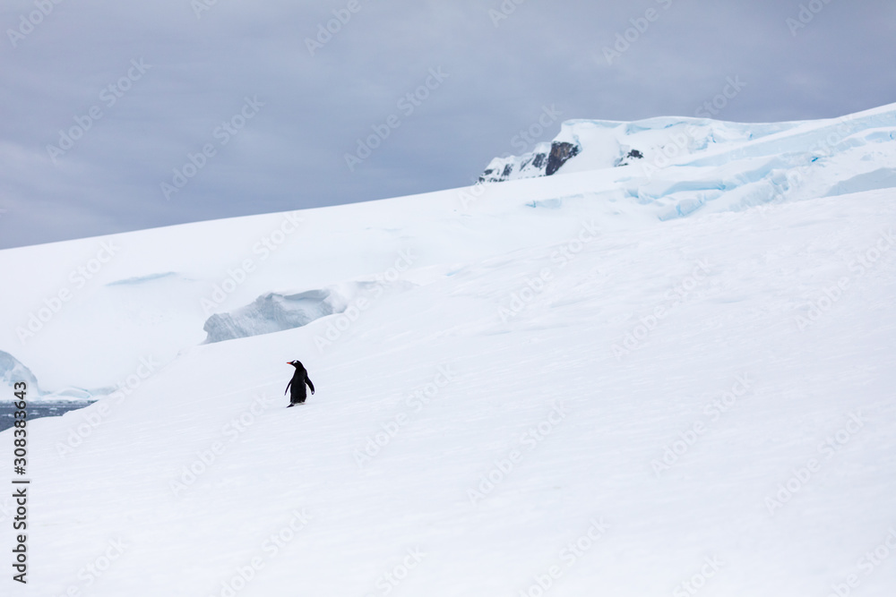 Gentoo penguins in the ice and snow of Antarctica