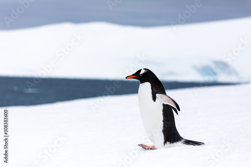 Gentoo penguin in the ice and snow of Antarctica